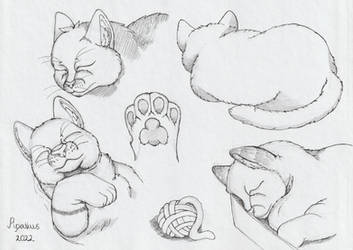 cat sketches