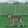 -Google- Kennel