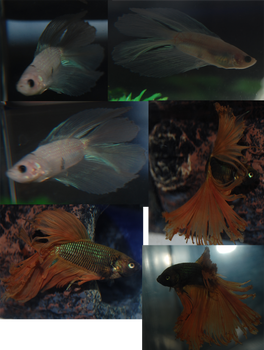 Went Out for Sushi....