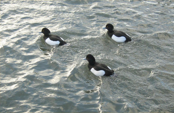 Tufted Ducks II