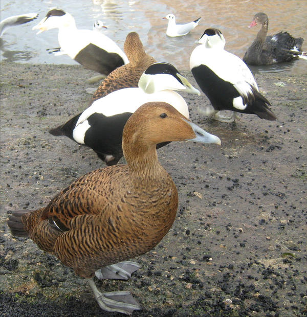 Eider Ducks V