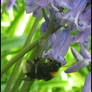 Bee in the Bluebells II