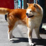 Akita inu in Hiroshima