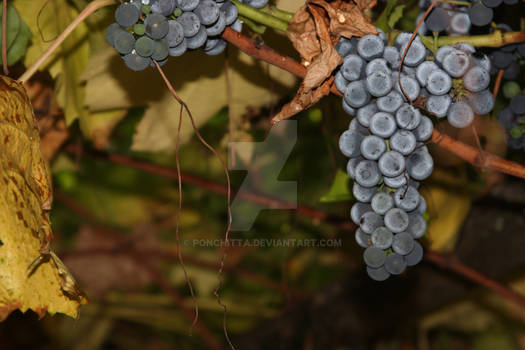 Russian grapes