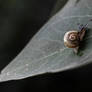 Snail On Leaf