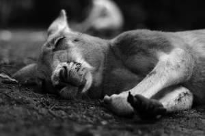 Sleeping Kangaroo by stinebamse Sleeping Kangaroo by stinebamse
