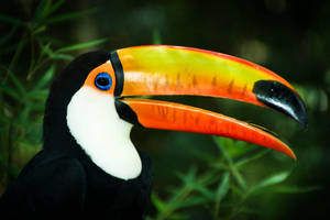 Toucan