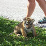 tiger cub