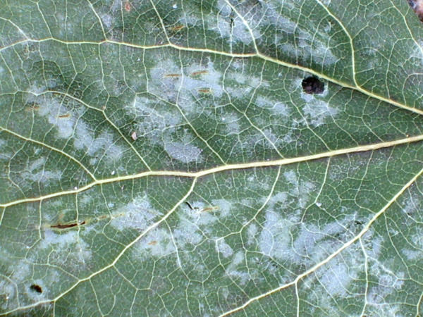 Dead Leaf Veins