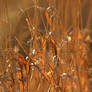 Grasses