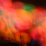 Lights and Bushes