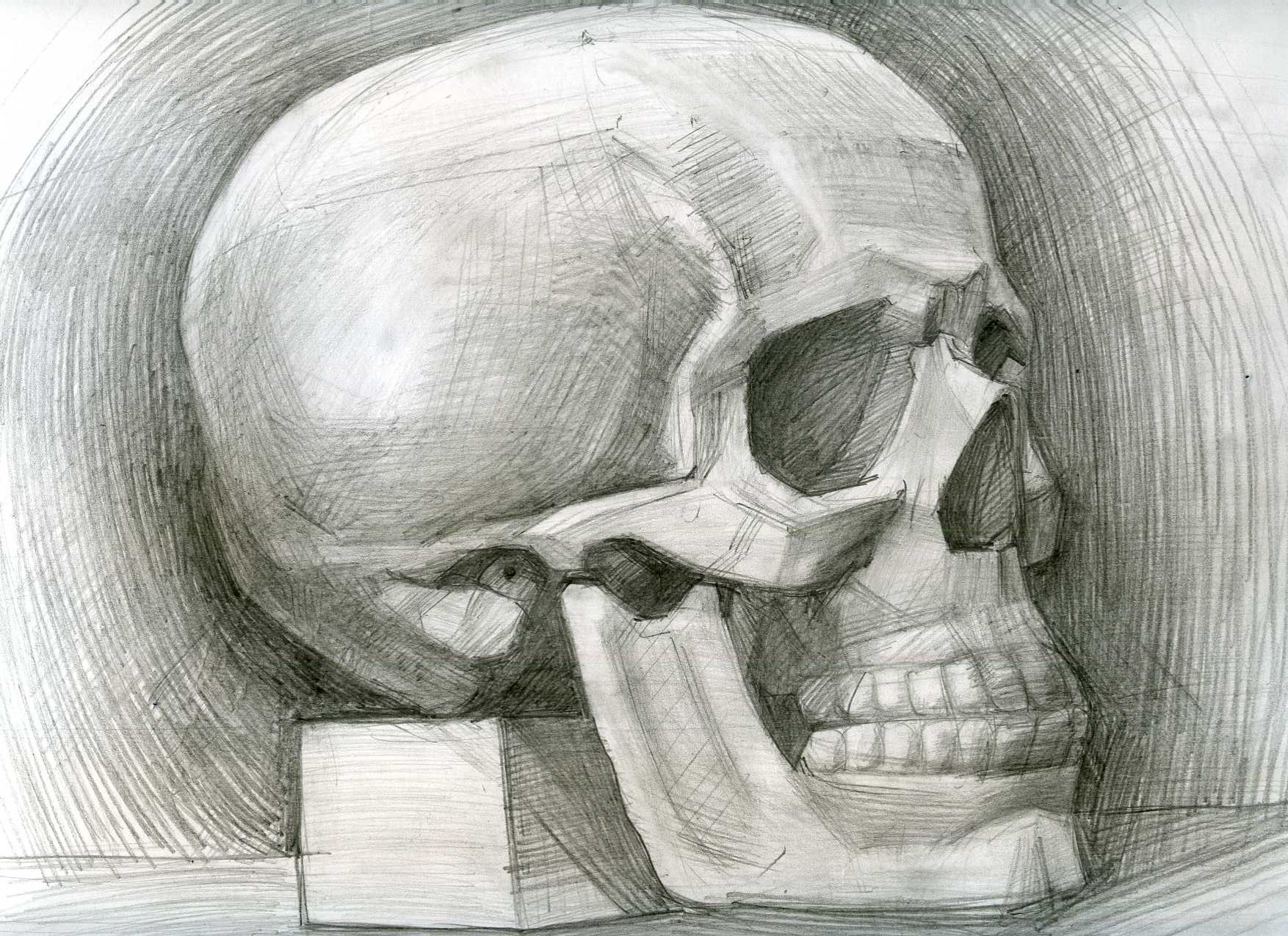 Skull study #2