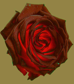 Chocolate Rose