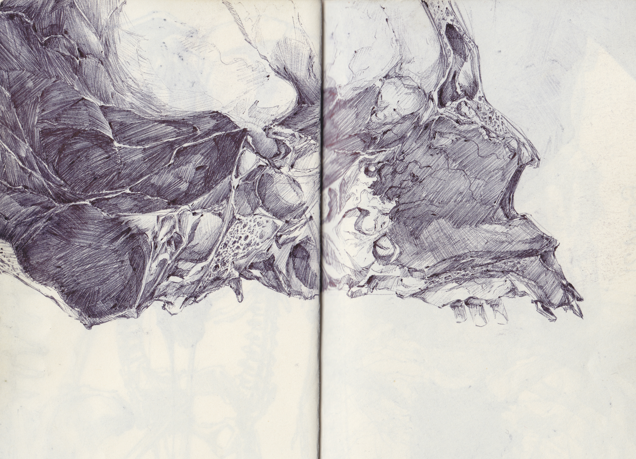 Skull Cross Section