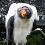 King Vulture [02]