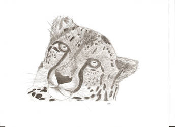 Cheetah