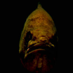 BassFish 4