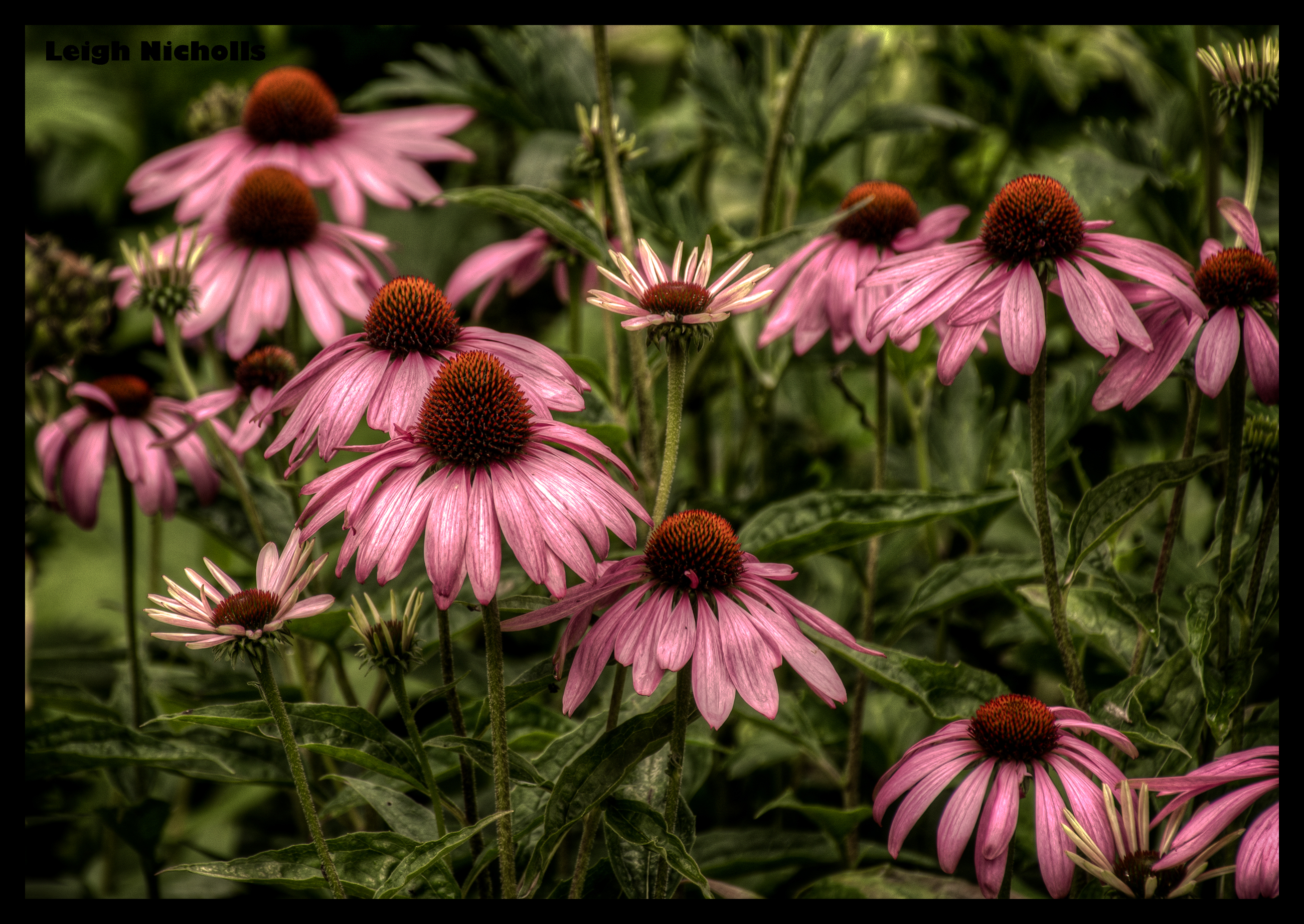 Pink Rudbeckia