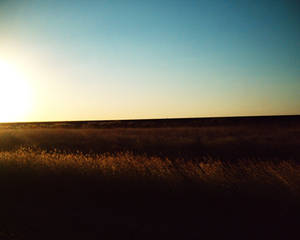 evening over the pasture