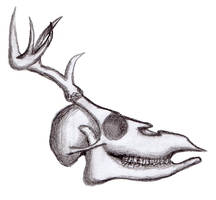 Deer skull practice