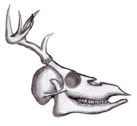 Deer skull practice