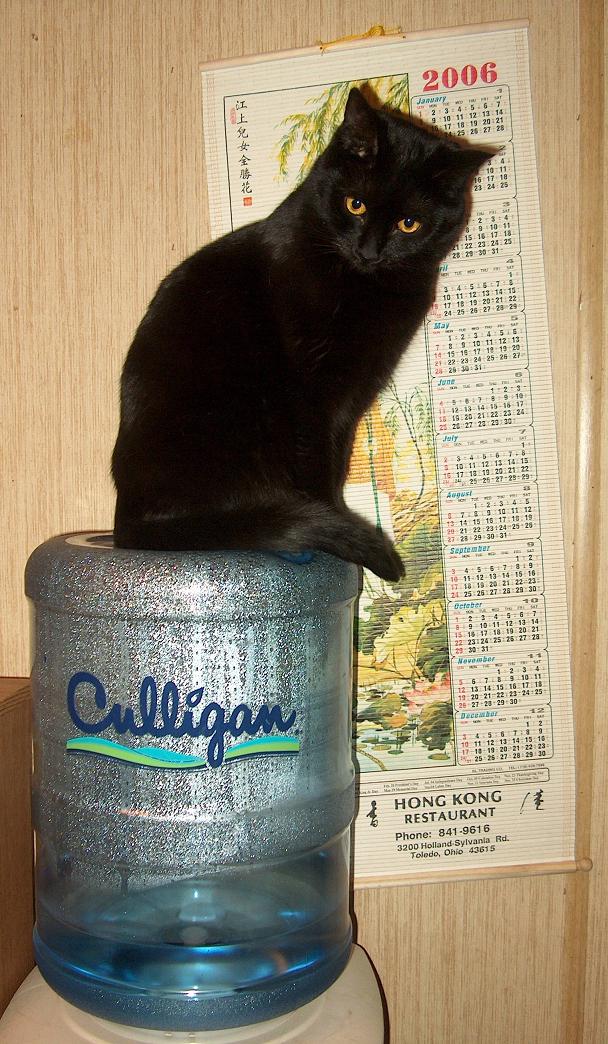 Culligan Cooler Cat