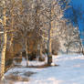 Winter Birch Forest 2
