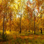 Autumn Birch Forest