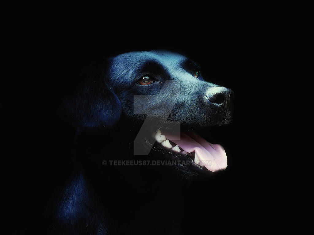 Black Lab Deviantart Black Labrador by TeeKeeuS87 on DeviantArt