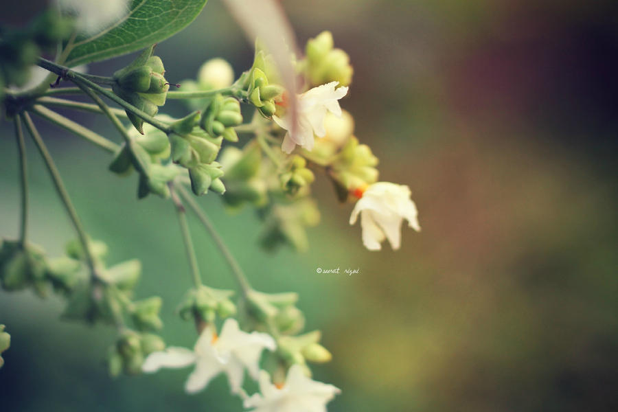 Flowers of winter