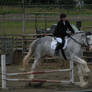 Horse Stock026