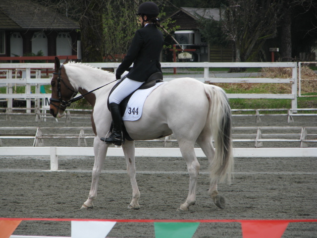 HorseShow Stock35