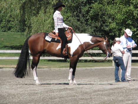 Quarter Horse Show03