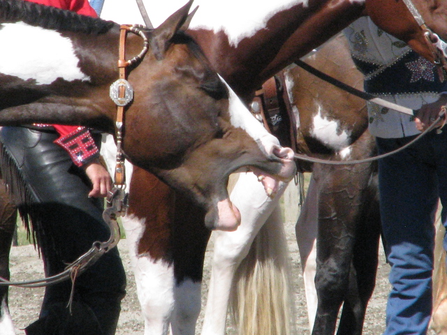 Quarter Horse Show14