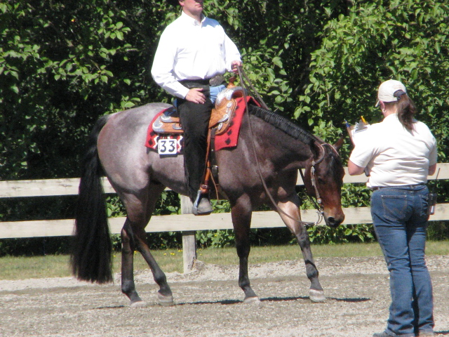 Quarter Horse Show17