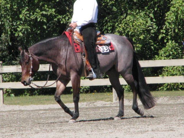 Quarter Horse Show18