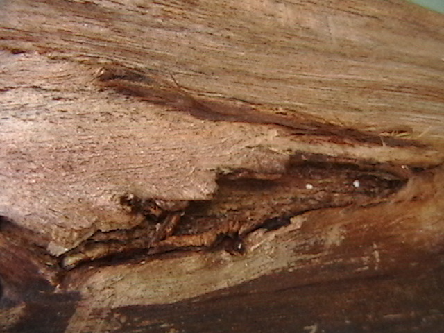 Texture - Wood 20