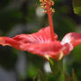 Hibiscus Reaching for the Sun