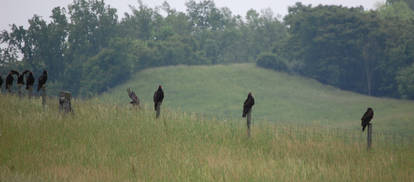 Flock of Turkey Vultures