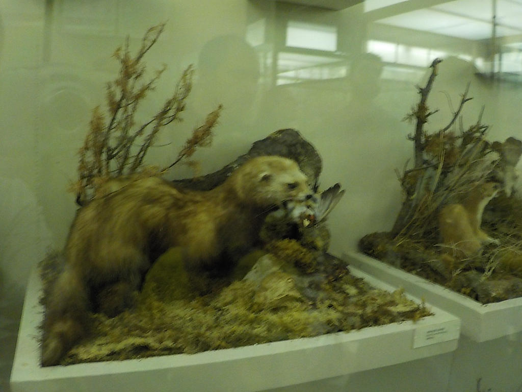 Sable's eating by Foxandredherblay on DeviantArt