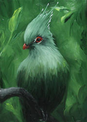 Turaco