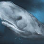 Sperm Whale