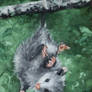 Opossum