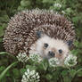 Hedgie Friend