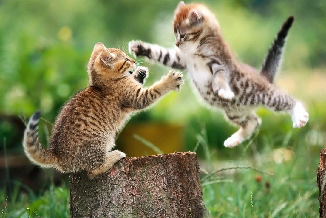 Kitten fight by Sabahat-M Kitten fight by Sabahat-M