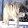 wolf beauty