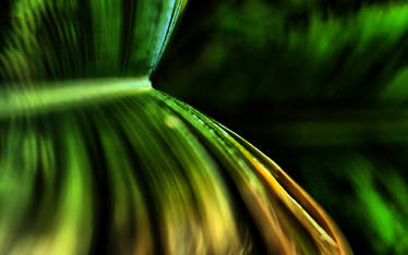 Palm Leaf