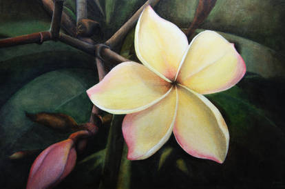 Frangipani