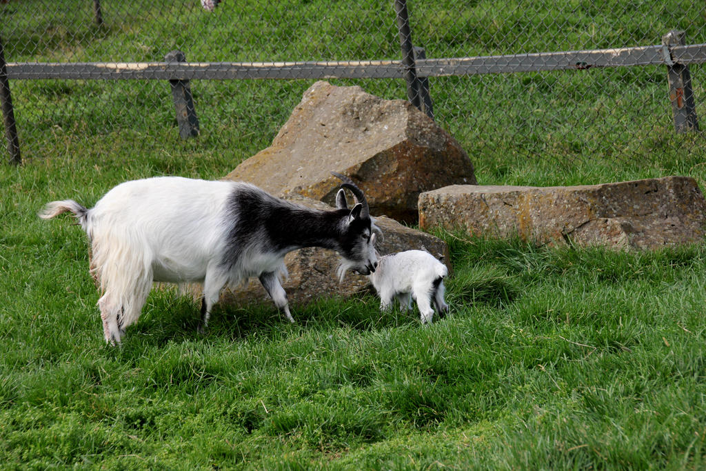 Goat with newborn kid 5