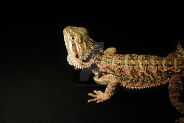 Fara ~ bearded dragon